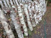 Shiitake grybai - nuotraukos Nr. 3