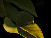 Xiaomi 17 ultra fotografijos Leica flagmanas. - nuotraukos Nr. 5