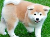 Akita inu vada. - nuotraukos Nr. 2