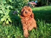 Cavapoo - nuotraukos Nr. 2
