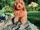 Cavapoo - nuotraukos Nr. 3
