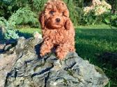 Cavapoo - nuotraukos Nr. 4