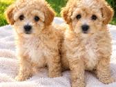 Maltipoo - nuotraukos Nr. 3