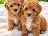 Maltipoo - nuotraukos Nr. 4
