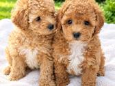 Maltipoo - nuotraukos Nr. 5