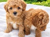 Maltipoo - nuotraukos Nr. 6