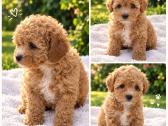 Maltipoo - nuotraukos Nr. 7