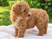 Maltipoo - nuotraukos Nr. 8