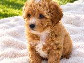 Maltipoo - nuotraukos Nr. 9