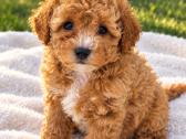 Maltipoo - nuotraukos Nr. 10