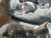2.5 mėn.katytė Sniegė ieško mylinčių namų - nuotraukos Nr. 6
