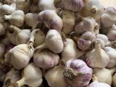 Parduodami česnakai Liubaša 400kg - nuotraukos Nr. 2