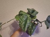 Scindapsus pictus trebie - nuotraukos Nr. 2