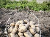 Ekologiški mėlynieji česnakai, bulvės - nuotraukos Nr. 5