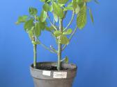 Sukulentas, kaip medis – Euphorbia grantii - nuotraukos Nr. 3