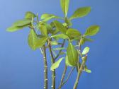 Sukulentas, kaip medis – Euphorbia grantii - nuotraukos Nr. 4