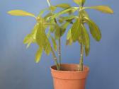 Sukulentas, kaip medis – Euphorbia grantii - nuotraukos Nr. 5