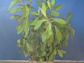 Sukulentas, kaip medis – Euphorbia grantii - nuotraukos Nr. 6