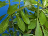 Sukulentas, kaip medis – Euphorbia grantii - nuotraukos Nr. 7