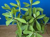 Sukulentas, kaip medis – Euphorbia grantii - nuotraukos Nr. 9
