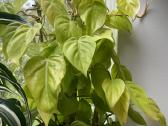 Philodendron Scandens 'Lemon Lime' - nuotraukos Nr. 3