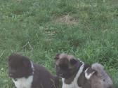 Amerikiečiu Akita šuniukai - nuotraukos Nr. 7
