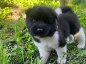 Amerikiečiu Akita šuniukai - nuotraukos Nr. 5