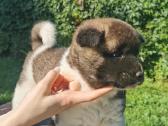 Amerikiečiu Akita šuniukai - nuotraukos Nr. 6