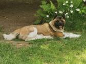 Amerikiečiu Akita šuniukai - nuotraukos Nr. 12