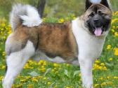 Amerikiečiu Akita šuniukai - nuotraukos Nr. 11