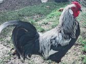Veisliniai Gaideliai/gaidžiai – 5 Mėn. Pristatau - nuotraukos Nr. 2