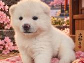 Akita Inu šuniukai - nuotraukos Nr. 5