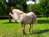 2026 m. sezono poni kumelaitė Konfeti Karma - nuotraukos Nr. 3