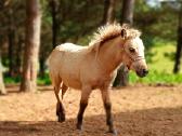 2026 m. sezono poni kumelaitė Konfeti Dolce Vita - nuotraukos Nr. 3