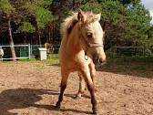 2026 m. sezono poni kumelaitė Konfeti Dolce Vita - nuotraukos Nr. 2