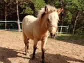 2026 m. sezono poni kumelaitė Konfeti Dolce Vita - nuotraukos Nr. 4