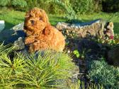 Cavapoo - nuotraukos Nr. 5