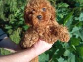 Cavapoo - nuotraukos Nr. 6