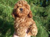 Cavapoo - nuotraukos Nr. 7