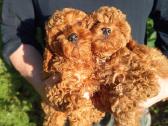 Cavapoo - nuotraukos Nr. 8