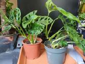 Monstera adansonii / Monkey Mask augalas - nuotraukos Nr. 4