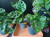 Monstera adansonii / Monkey Mask augalas - nuotraukos Nr. 3