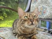 Bengalų katytė Maja ieško mylinčių namų - nuotraukos Nr. 2
