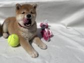 Shiba - nuotraukos Nr. 9