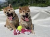 Shiba - nuotraukos Nr. 8
