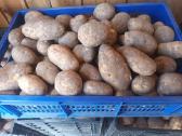 Kaimiškos bulvės ir kitos darzoves - nuotraukos Nr. 20