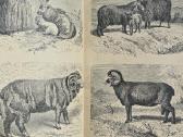 Carine knyga žodynas 1899m - nuotraukos Nr. 8