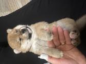 Šiba Inu vada Gintarinis šypsnis veislyne - nuotraukos Nr. 7