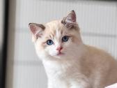 Ragdoll kačiukai (Skudurinės lėlės) Regdolai - nuotraukos Nr. 2