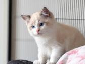 Ragdoll kačiukai (Skudurinės lėlės) Regdolai - nuotraukos Nr. 5